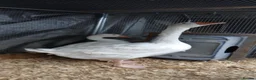 Chickens poultry for sale: Chickens & geese forsale  - Advert 16