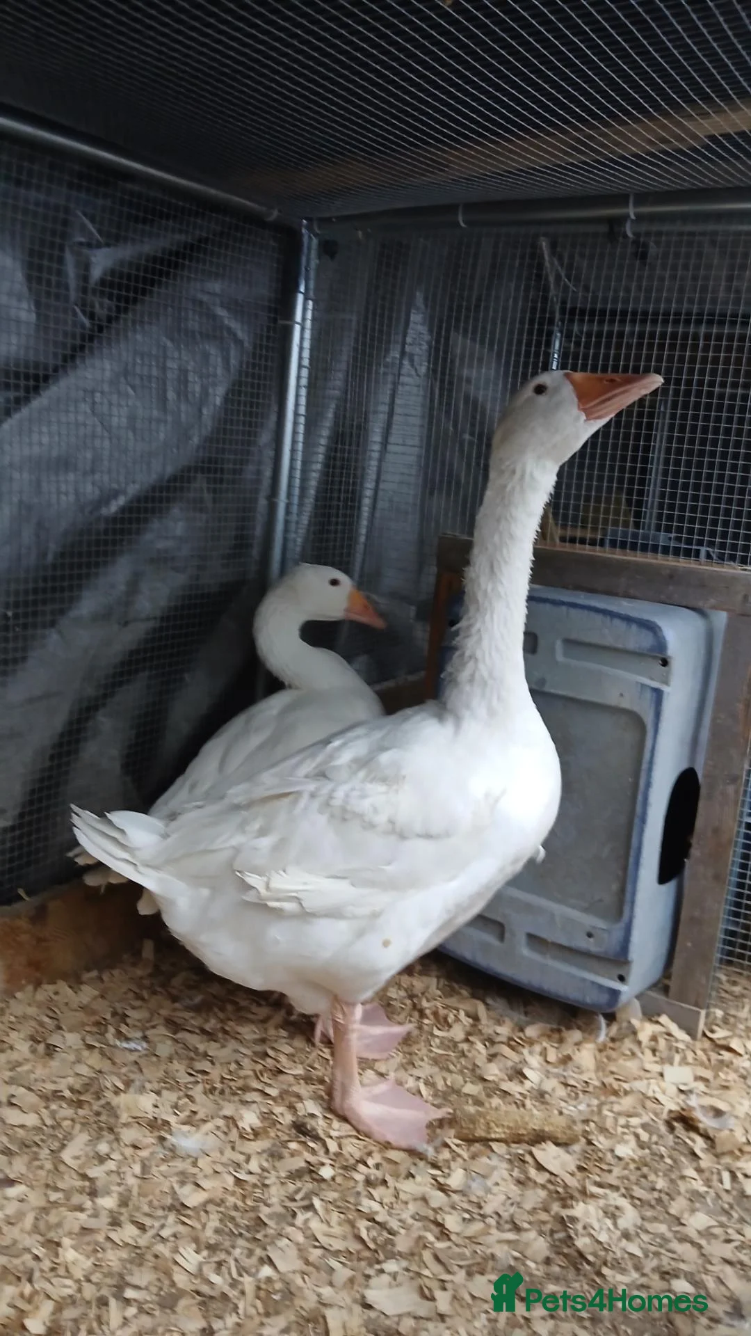 Chickens poultry for sale: Chickens & geese forsale  - Advert 16