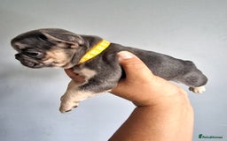 French Bulldog dogs for sale: Fluffy french bulldog puppies - Image 18