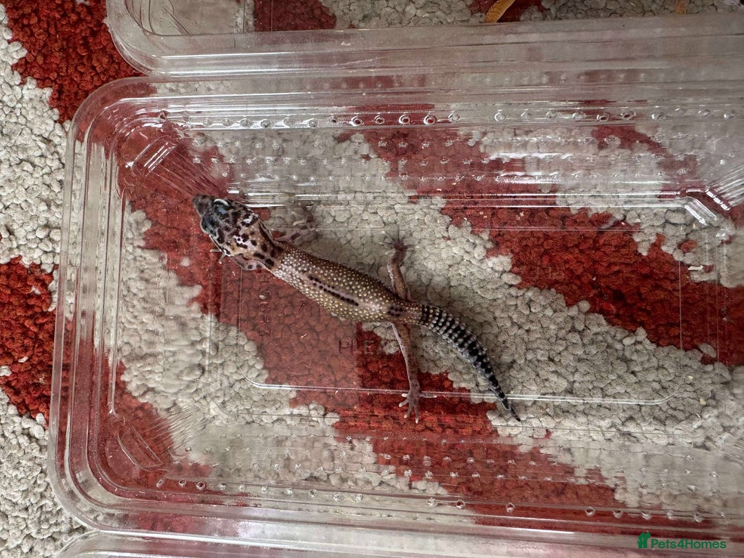 Leopard Gecko reptiles for sale: Leopard Geckos - Image 2