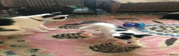 Domestic Shorthair cats for sale: Black and white domestic short hair boy kittens in Buxton - Advert 23