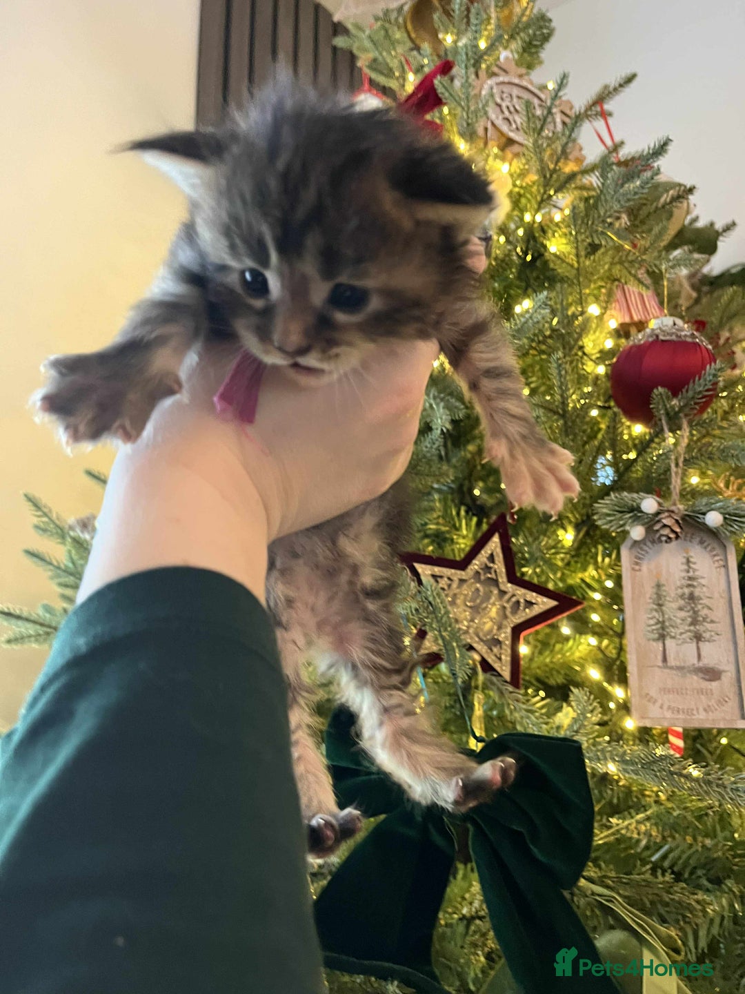 Maine Coon cats for sale: Pure Maine Coon Kittens - Advert 34