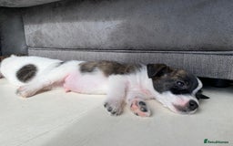 Jack Russell dogs for sale: Beautiful jack russle puppies - Image 21