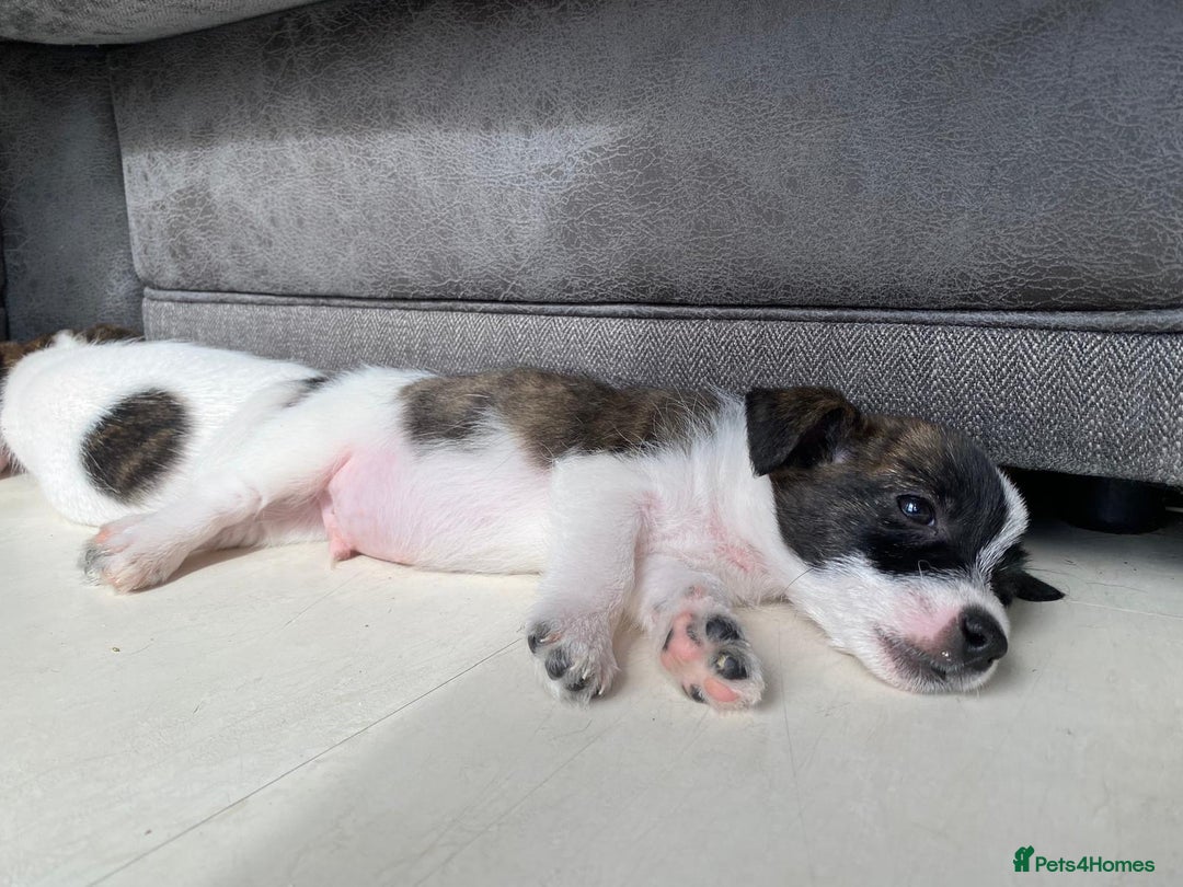 Jack Russell dogs for sale: Beautiful jack russle puppies - Image 21