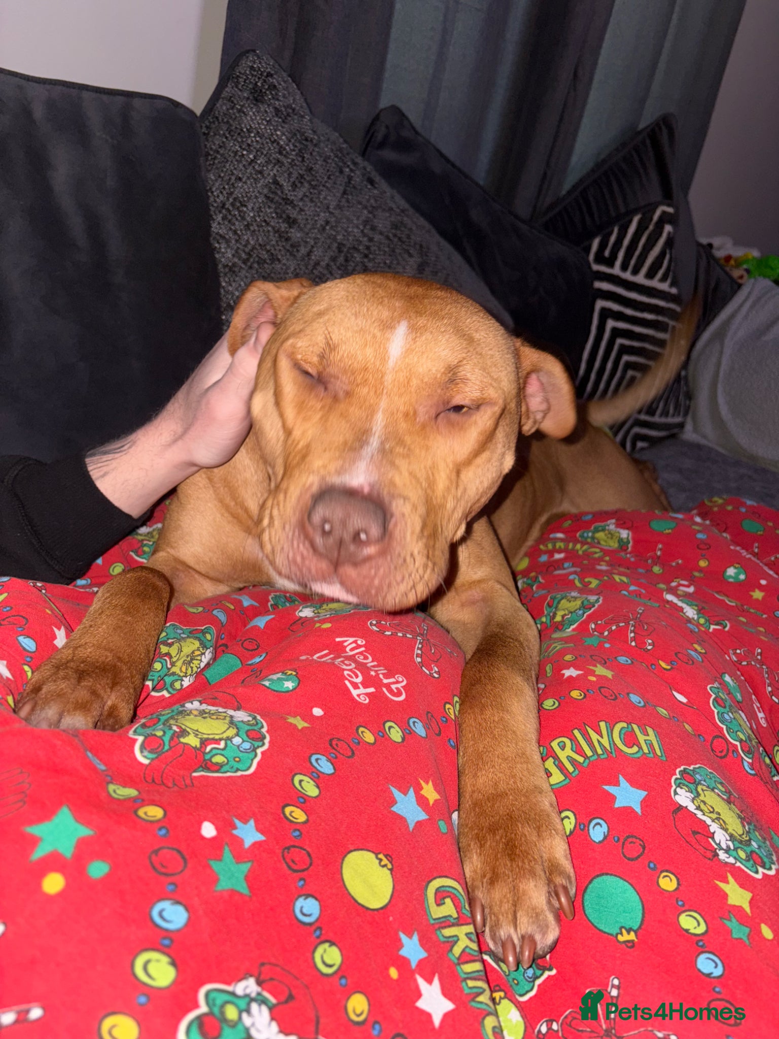 Mixed Breed dogs Luna  - Advert 11