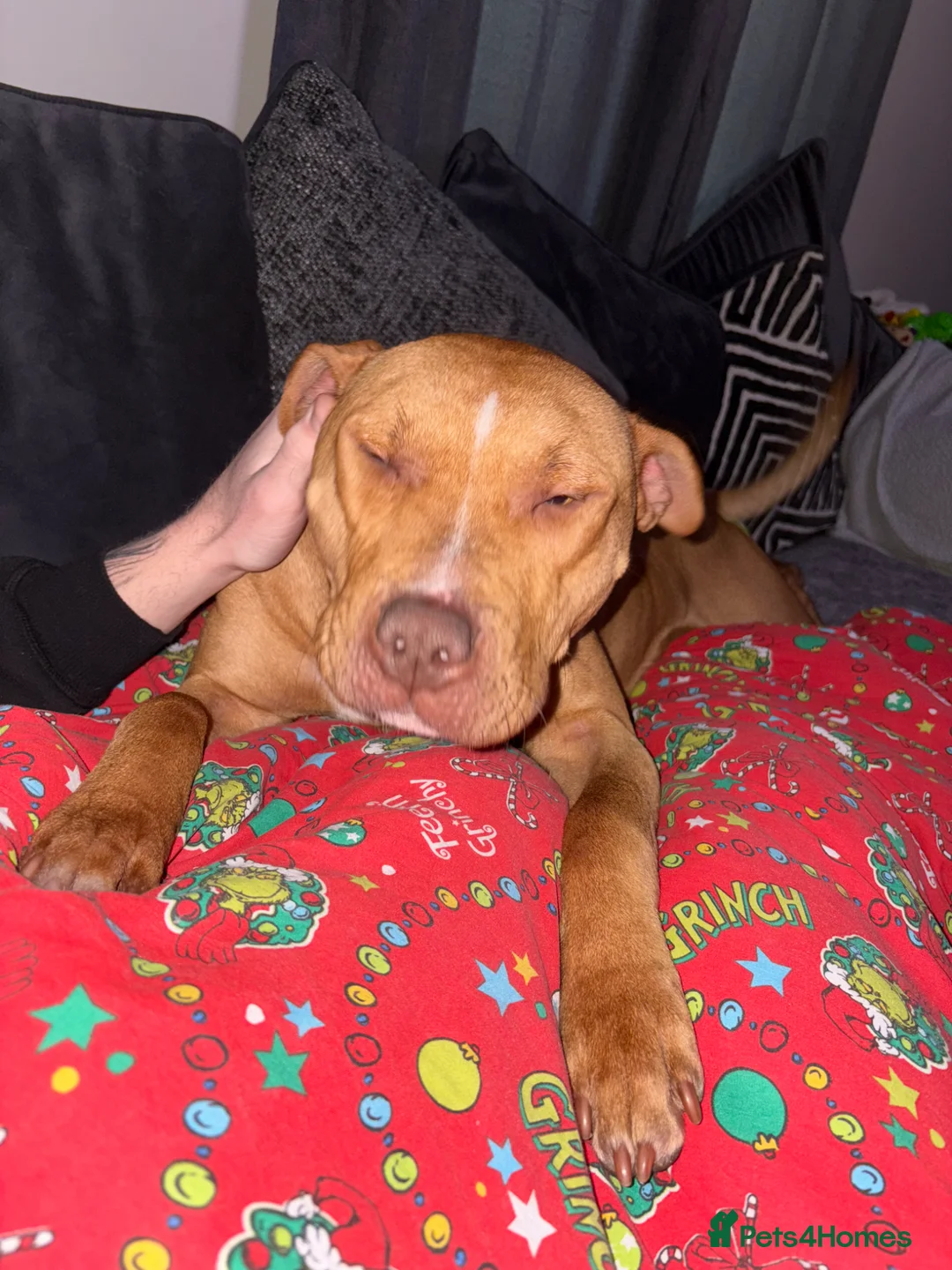 Mixed Breed dogs for sale: Luna  - Advert 1
