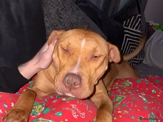 Mixed Breed dogs Luna - Advert 11