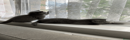 British Shorthair cats for sale: Beautiful BSH Kittens/Blue/Lilac/GCCF parents - Advert 4