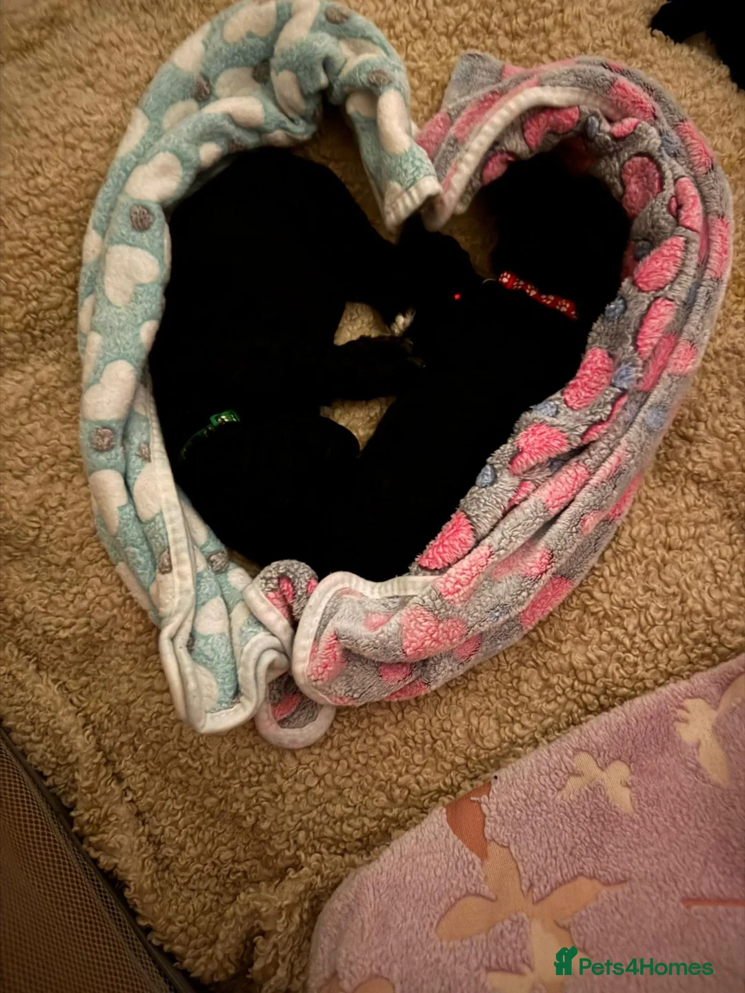 Mixed Breed dogs for sale: Poodle cross puppies. - Advert 1