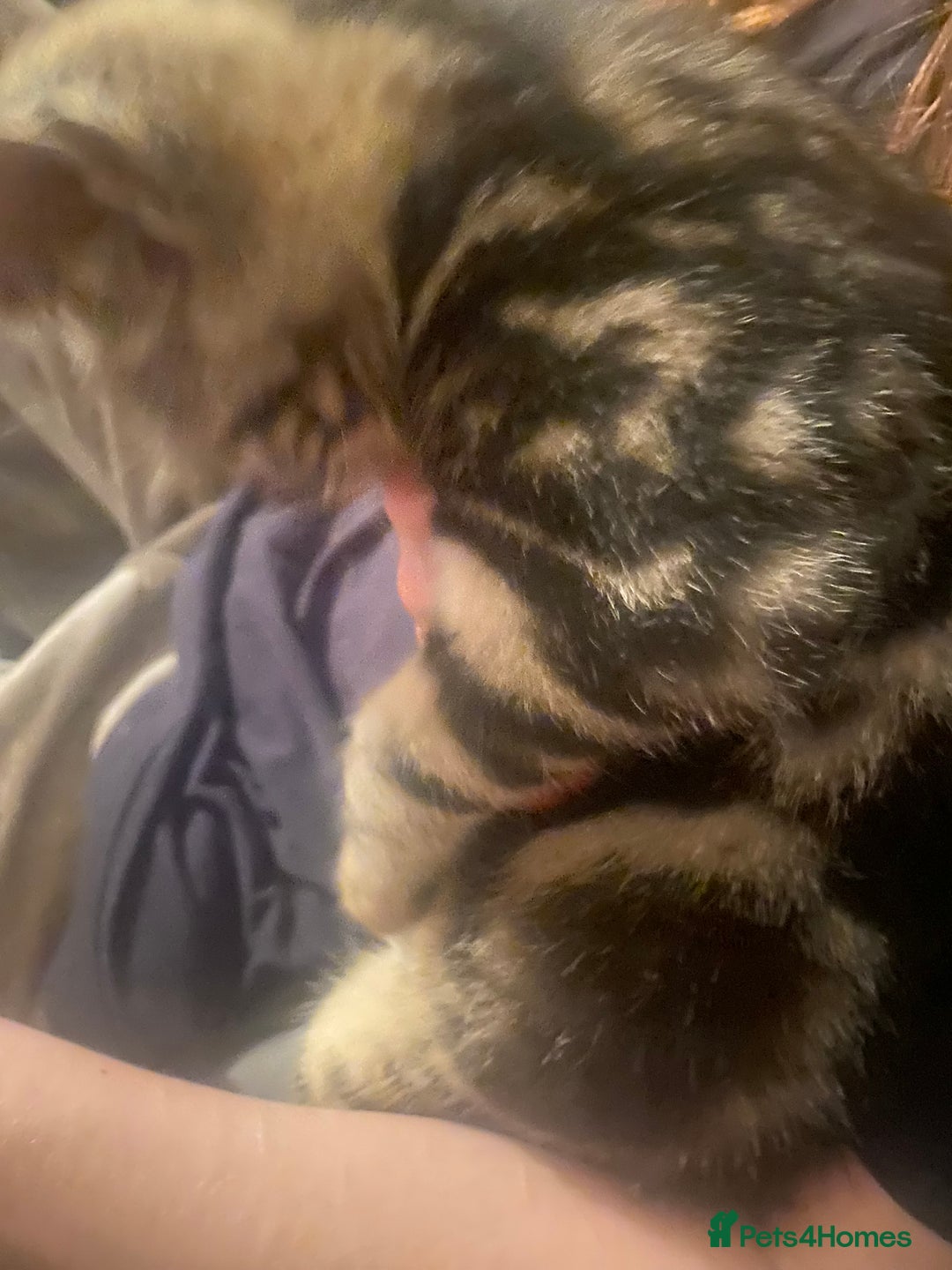 Siamese cats for sale: 3 kittens all mix of Siamese and bengal in Wellingborough - Image 10