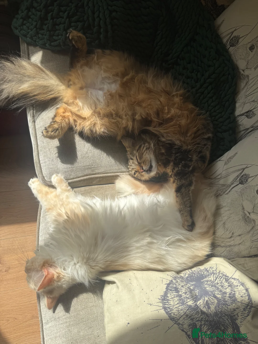 Ragdoll cats for sale: 2 x ginger boys half ragdoll in Colchester - Advert 5