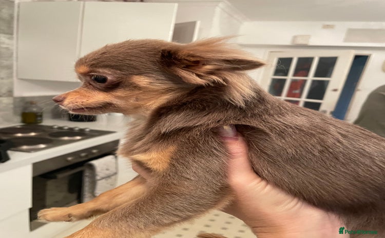 Chihuahua dogs - Advert 2