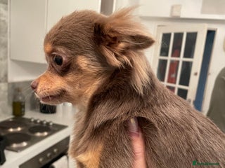 Chihuahua dogs - Advert 18