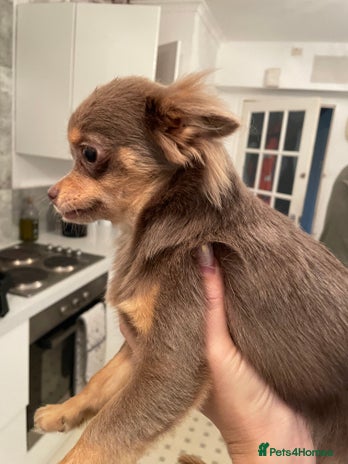 Chihuahua dogs - Advert 1