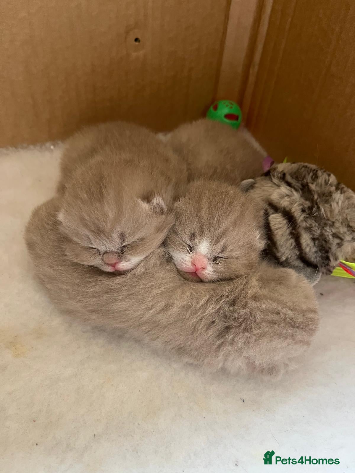 British Shorthair cats Lilac and Lilac & White - Advert 1