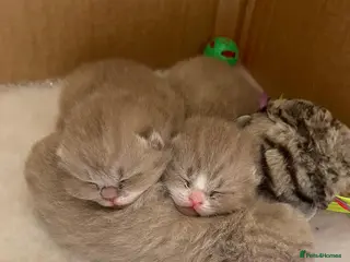 British Shorthair cats Lilac and Lilac & White - Advert 1