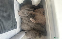 British Shorthair cats for sale: British shorthair kittens  - Image 3