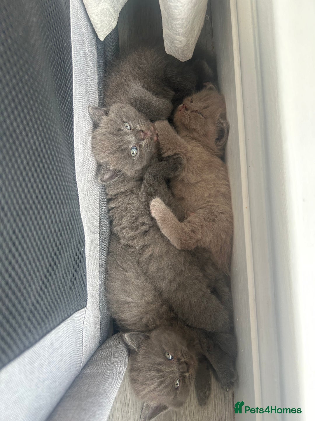 British Shorthair cats for sale: British shorthair kittens  - Image 3