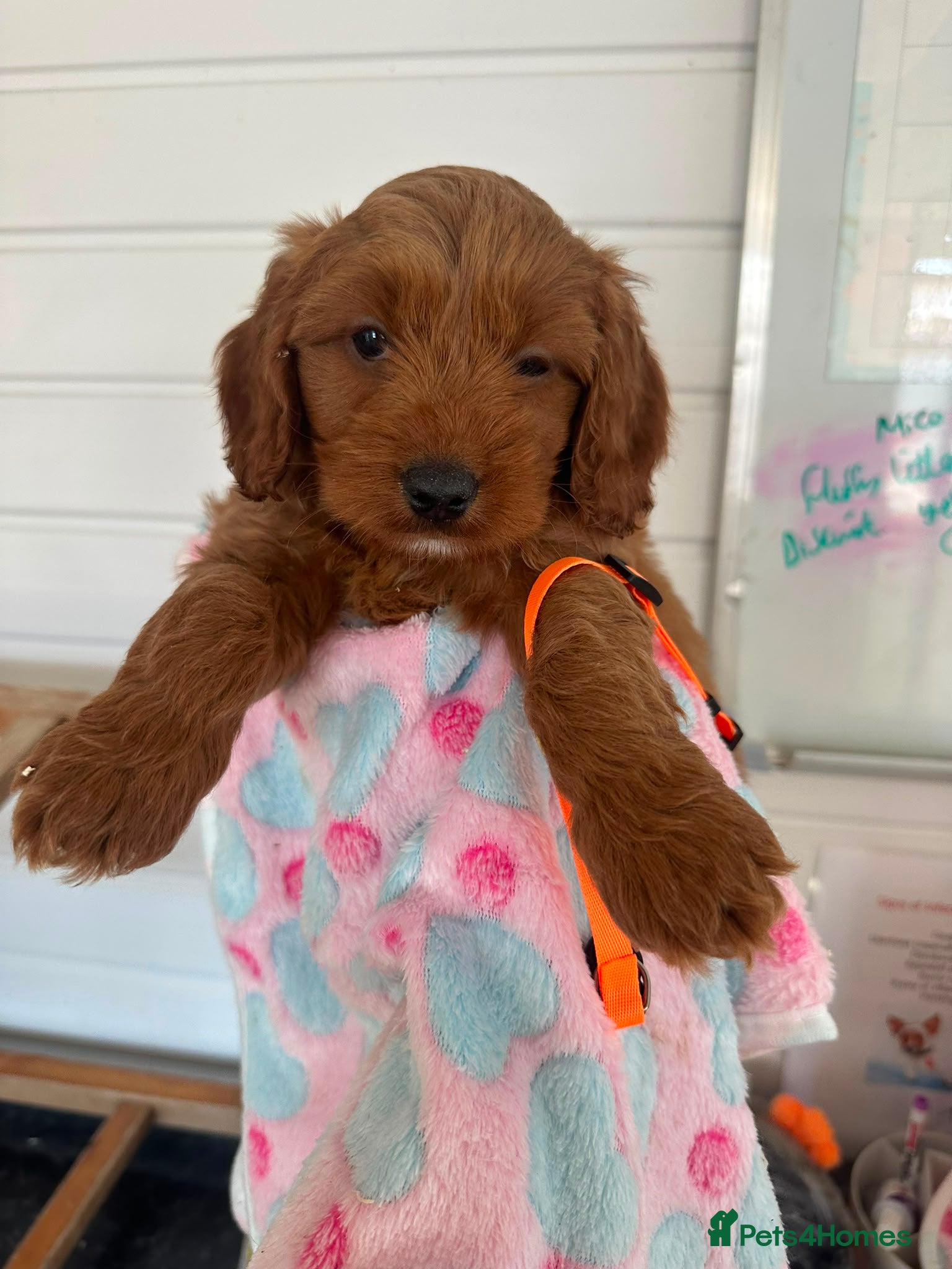 Cockapoo dogs F1b outstanding cockapoo fully  health tested - Advert 4