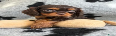 Cavalier King Charles Spaniel 2