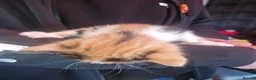 Mixed Breed cats for sale: Beautiful kittens ready soon in Glasgow - Advert 7
