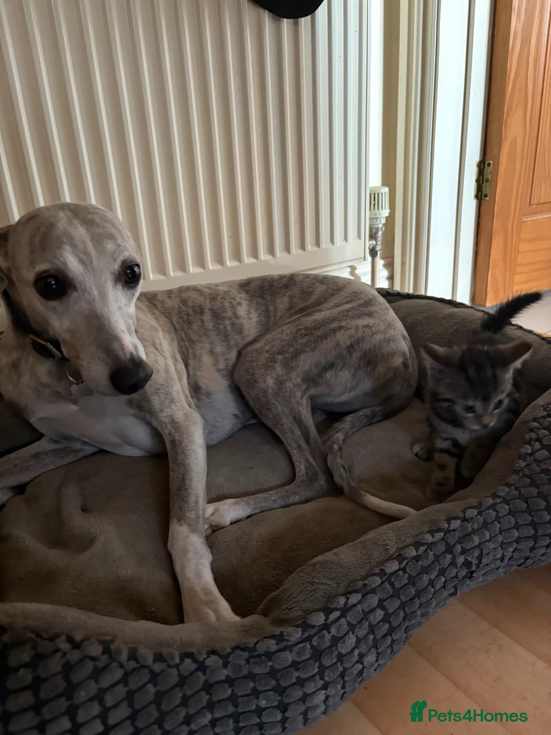 Whippet dogs for sale: Female whippet - Advert 2