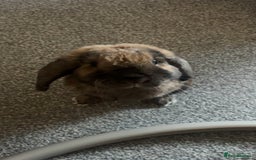 German Lop rabbits for sale: Home bunny - Image 5