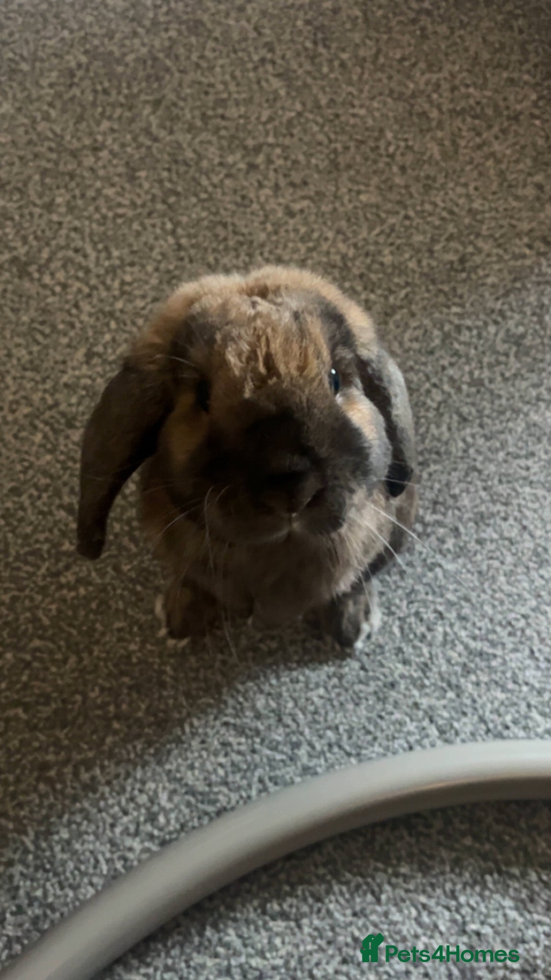 German Lop rabbits for sale: Home bunny - Image 5