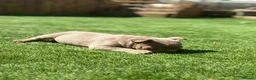 American Bully dogs for sale: Micro exotic female in New Milton - Advert 3