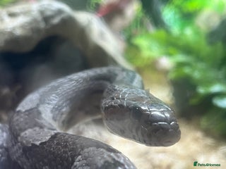 Corn Snake reptiles Amel corn snake - Advert 9