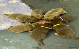German Shepherd dogs for sale: GORGEAOUS K/C Registered German Shepherd puppies - Image 1