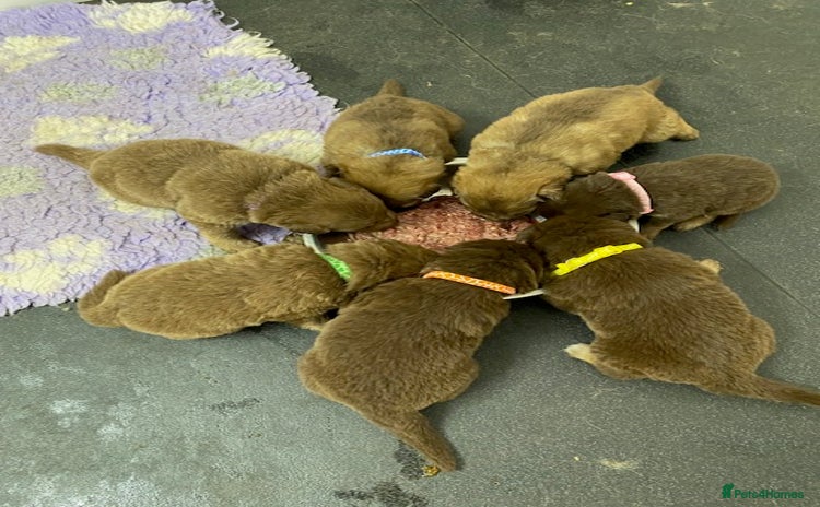 German Shepherd dogs - Advert 13