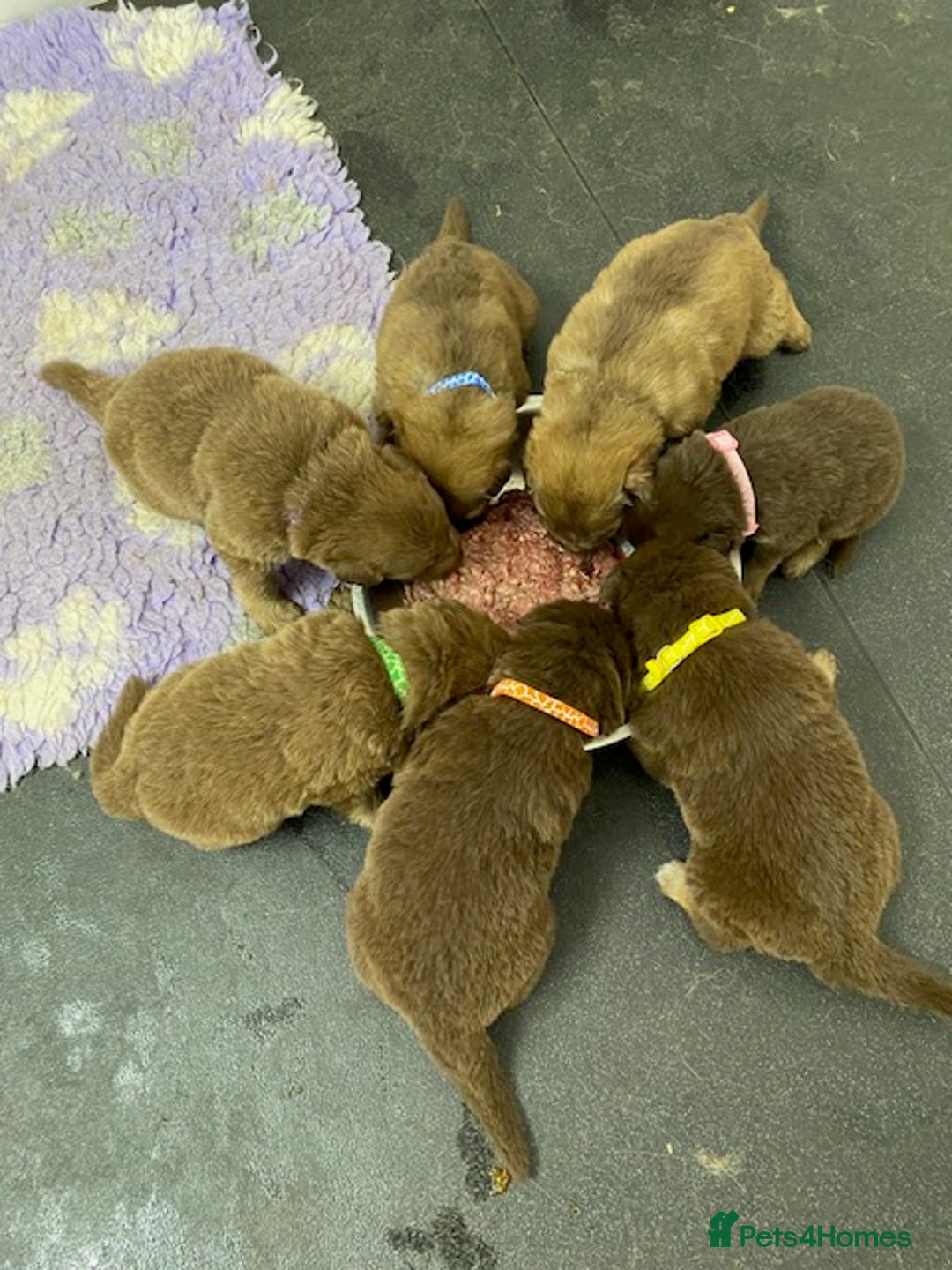 German Shepherd dogs for sale: GORGEAOUS K/C Registered German Shepherd puppies - Image 1