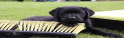 Labrador Retriever dogs for sale: Delightful KC registered litter  - Advert 6