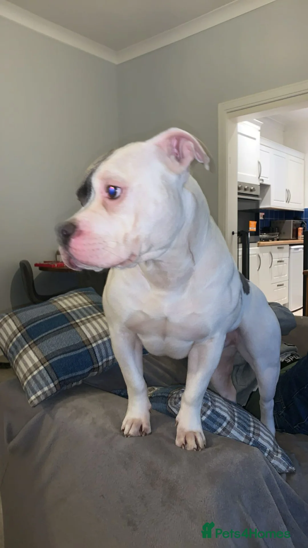 Mixed Breed dogs for sale: Rehoming my boy in Kilmarnock - Advert 1