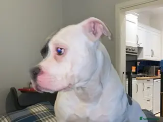 Mixed Breed dogs Rehoming my boy in Kilmarnock - Advert 1