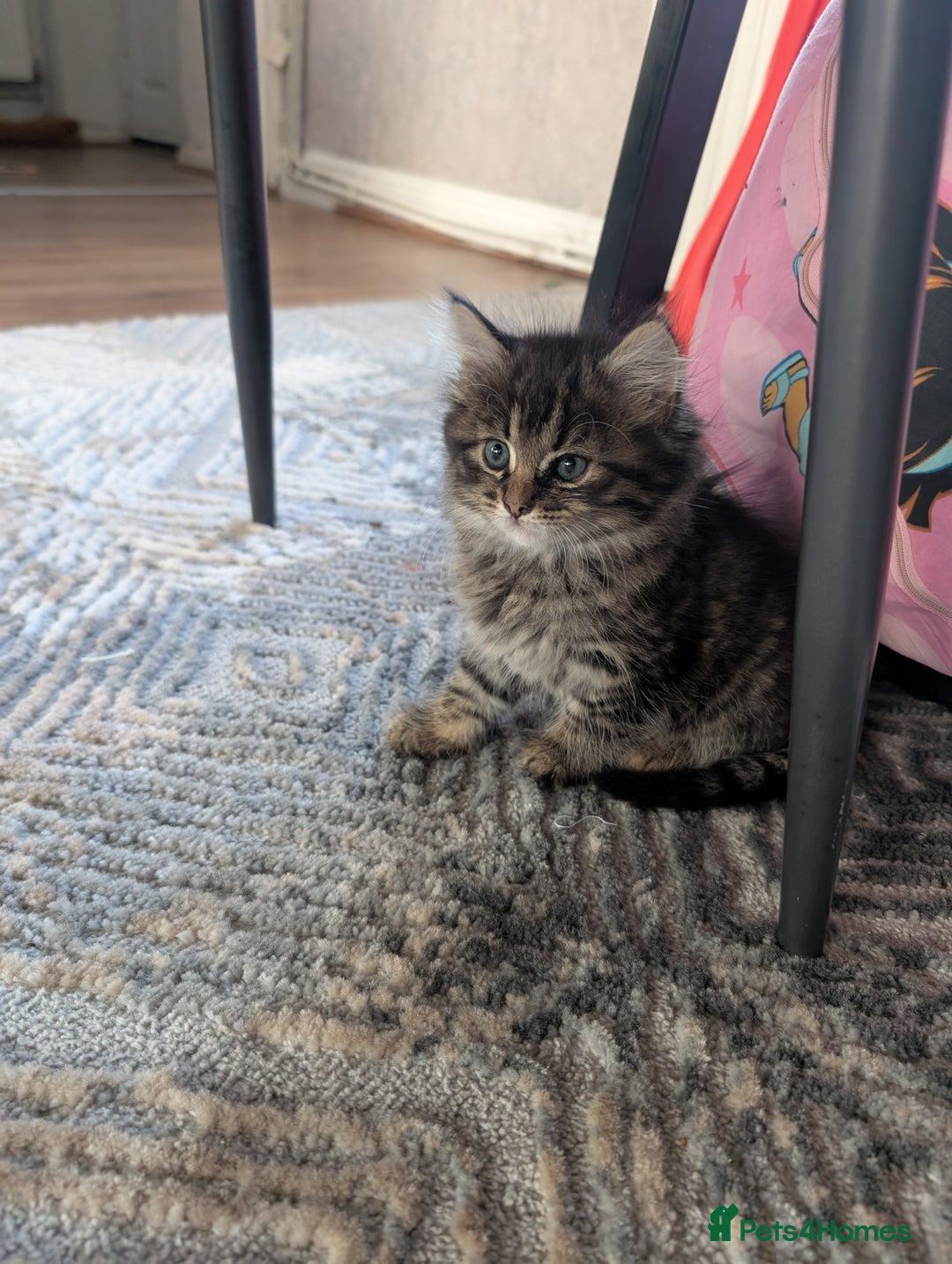 Mixed Breed cats for sale: Last one left! Mixed Breed Mini Maine Coon Dupes - Image 23