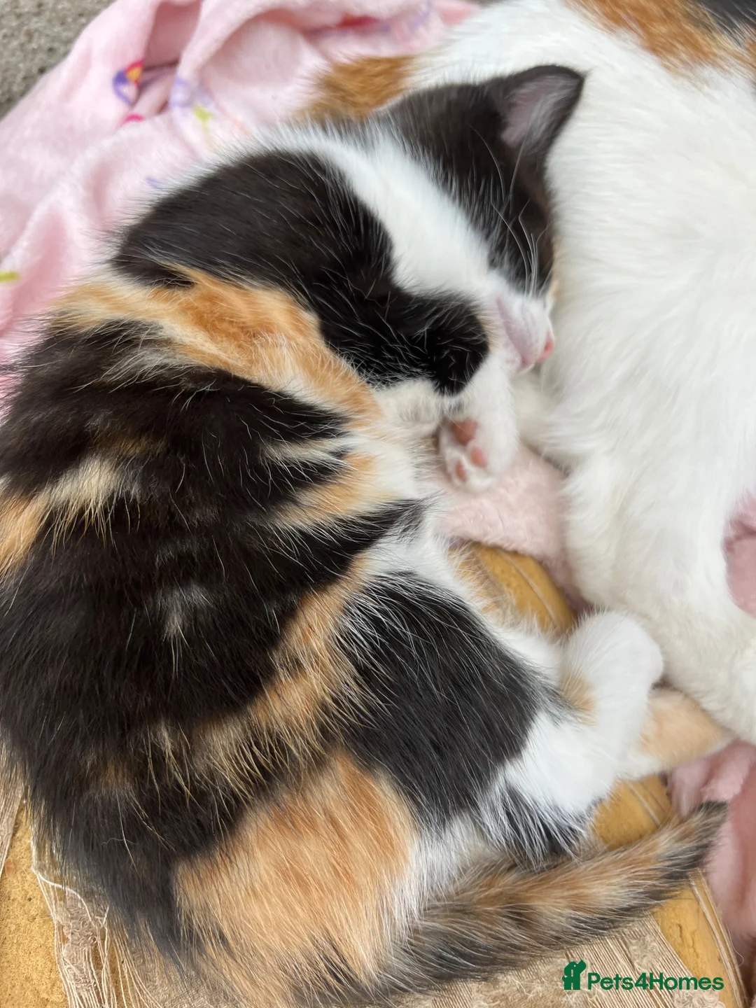 Mixed Breed cats for sale: Beautiful tortoiseshell kitten - Advert 2