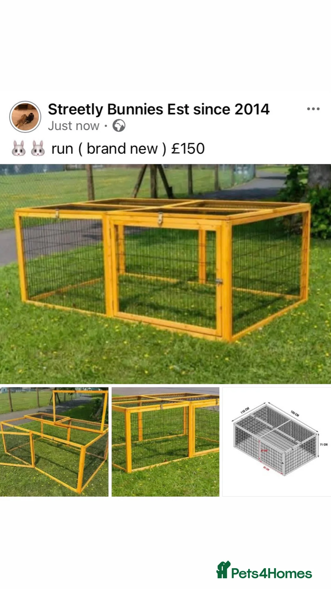 Mini Lop rabbits for sale: Mini lop buck ready now REW  - Advert 6