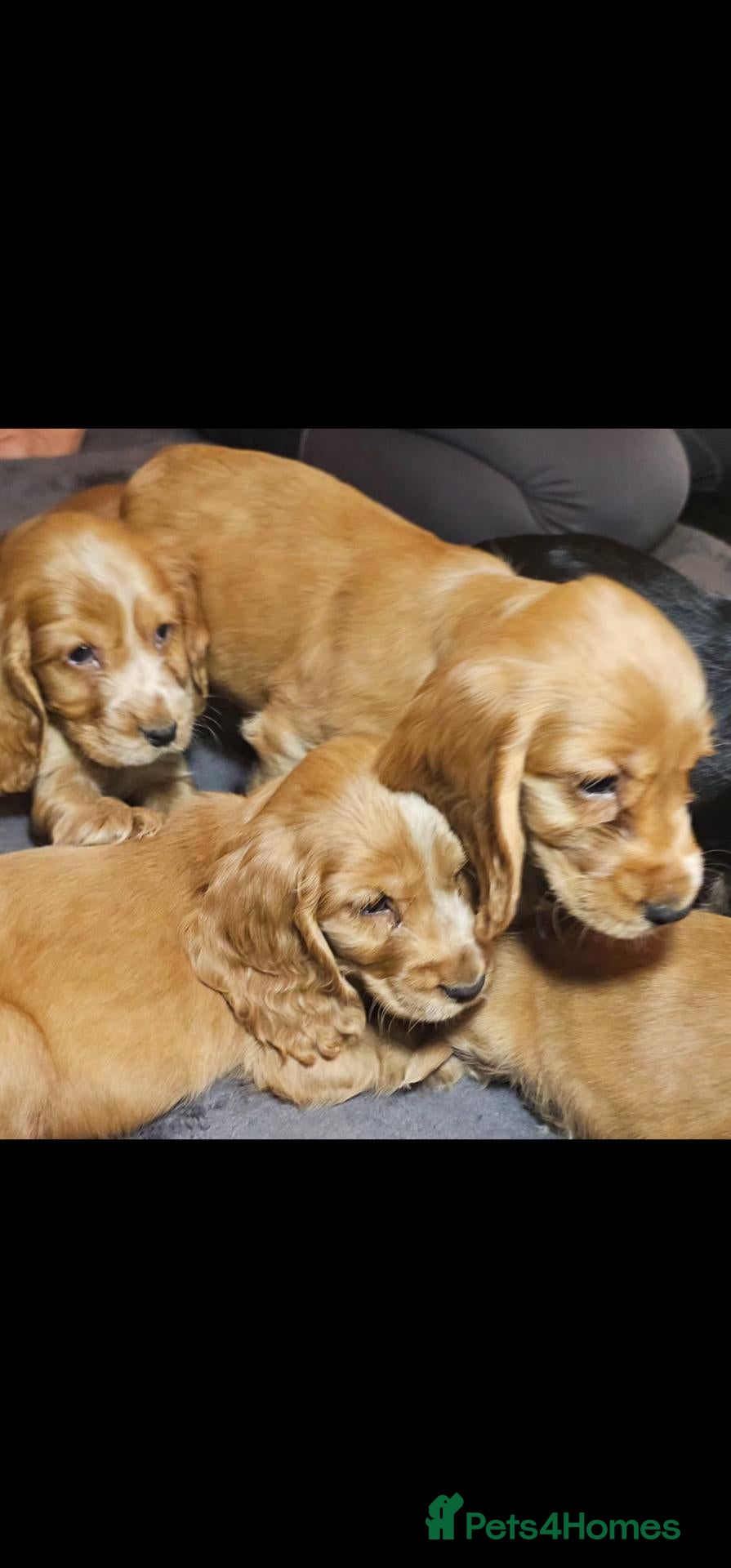 Cocker Spaniel dogs KC Show Type cocker spaniel puppies  - Advert 1