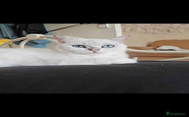 British Shorthair cats - Advert 13