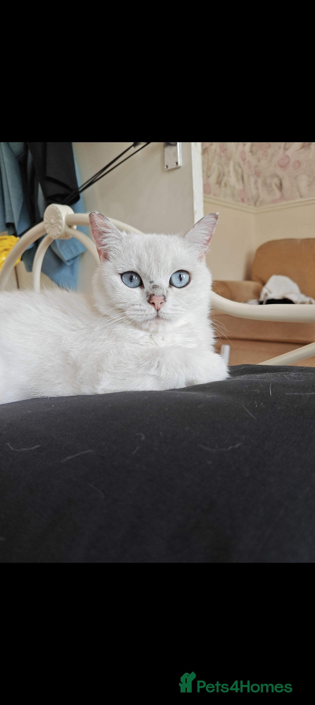 British Shorthair cats for sale: full pedigree british short hair girl  - Image 1