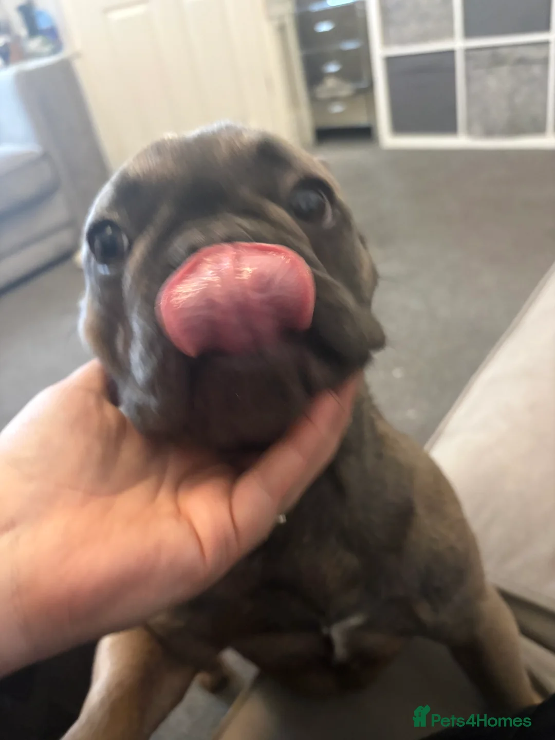 French Bulldog dogs for sale: Female French bulldog for rehoming  - Advert 3