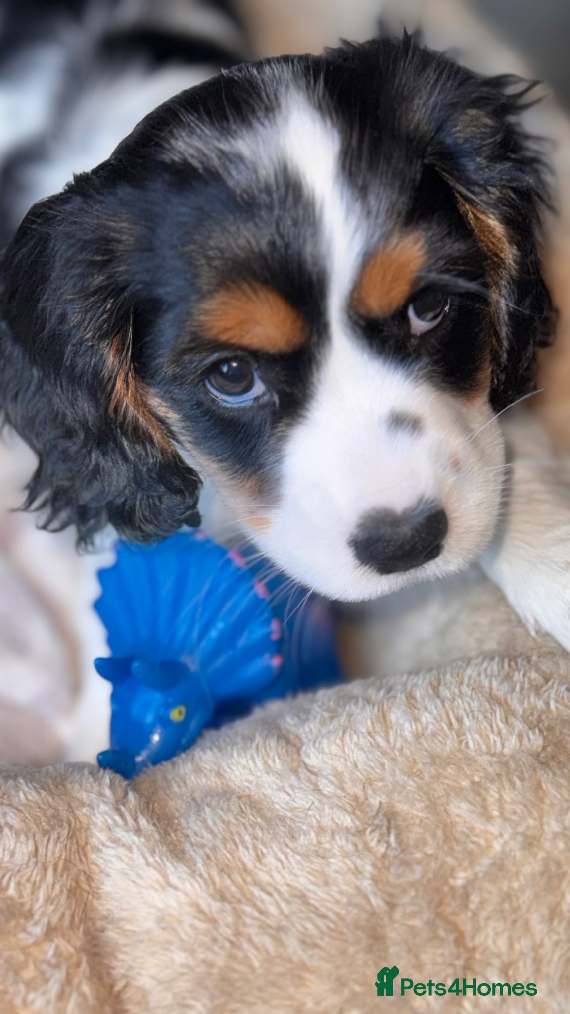 Mixed Breed dogs Gorgeous TRI COLOUR PUPPY LEFT. All others sold - Advert 19
