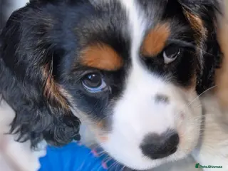 Mixed Breed dogs Gorgeous TRI COLOUR PUPPY LEFT. All others sold - Advert 19