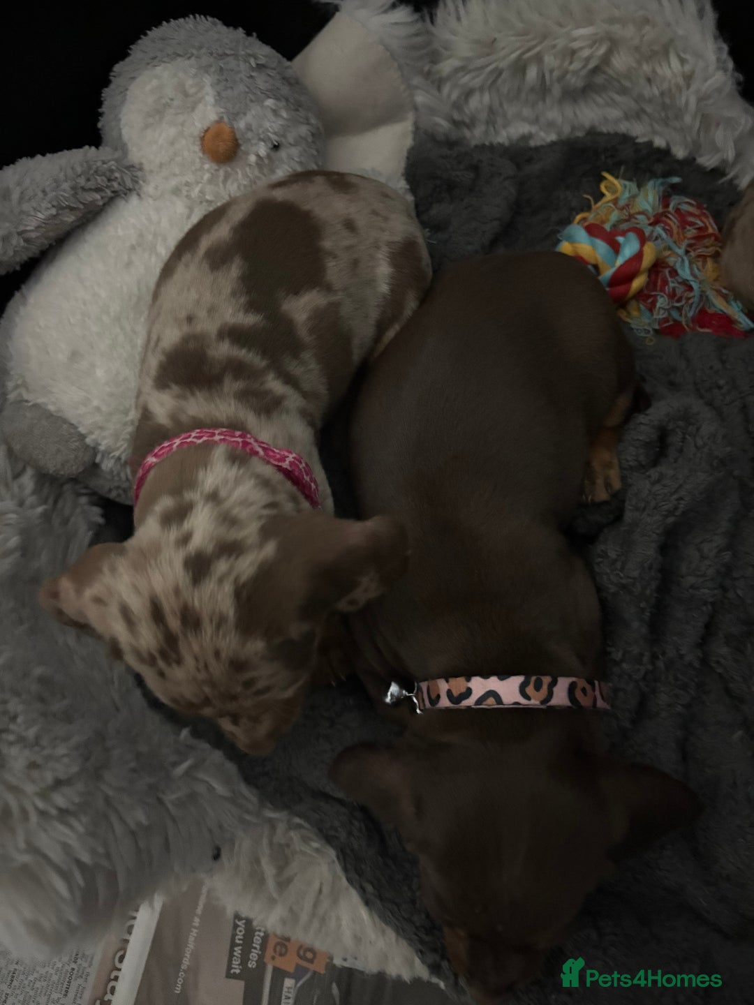 Dachshund dogs for sale: Beautiful litter of dachshund puppies … ONE  LEFT  - Image 12