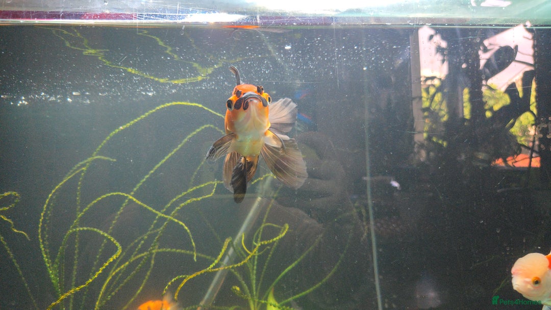 Fancy Goldfish fish for sale: Fancy goldfish looking for new home  - Image 2
