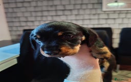 Dachshund dogs for sale: Puppy's - Image 4