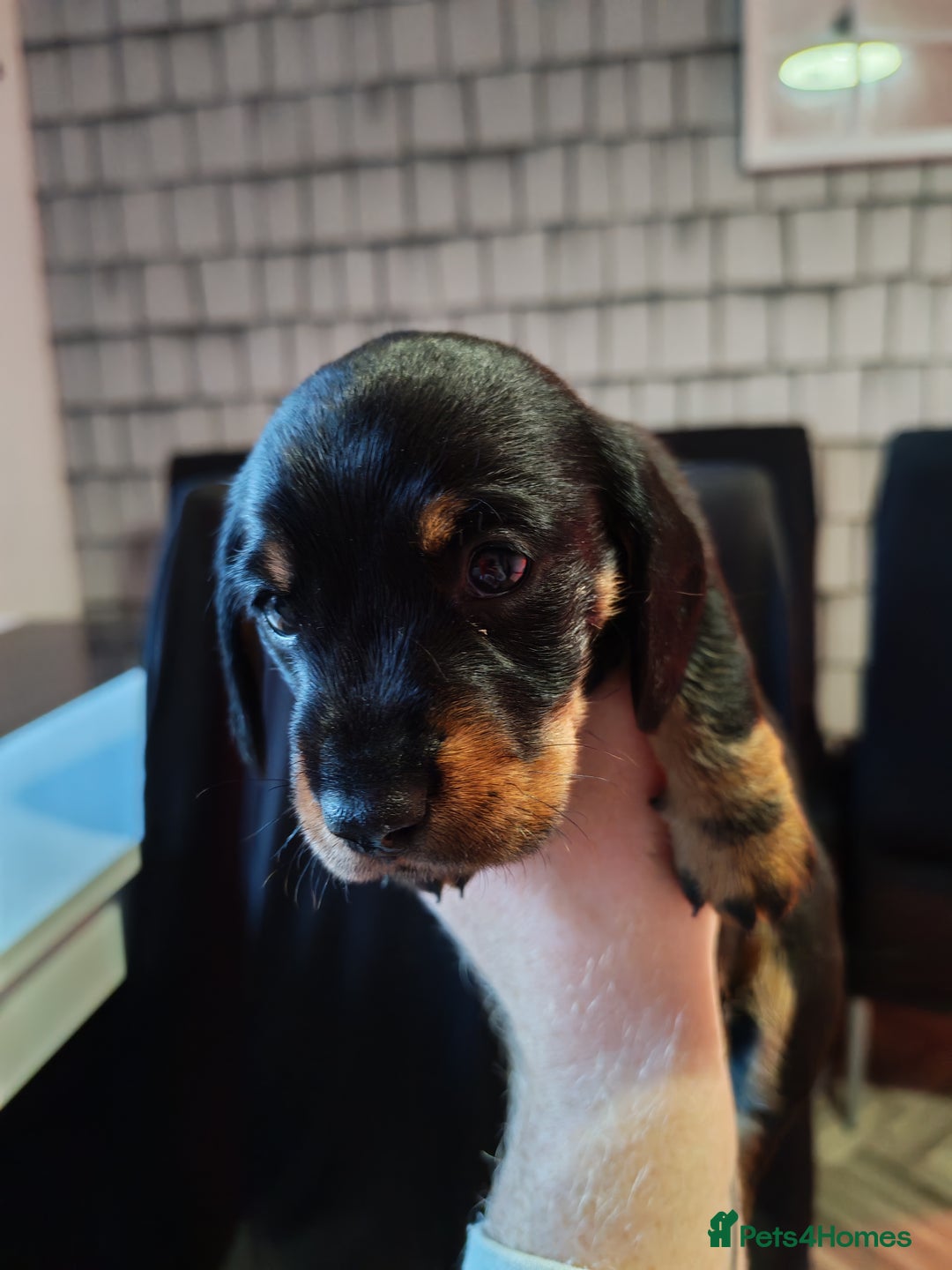 Dachshund dogs for sale: Puppy's - Image 4