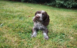 Cocker Spaniel dogs for sale: Cocker Spaniel Puppies - Image 1